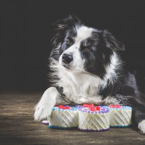 Border Collie Hündin mit Hundespielzeugen