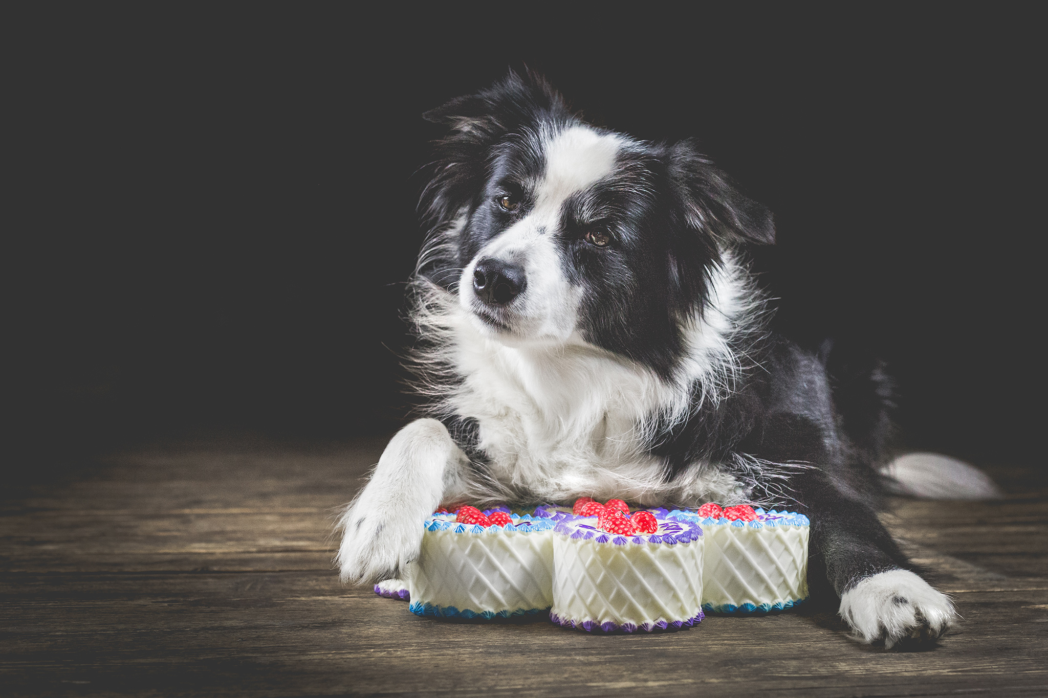 Border Collie Hündin mit Hundespielzeugen