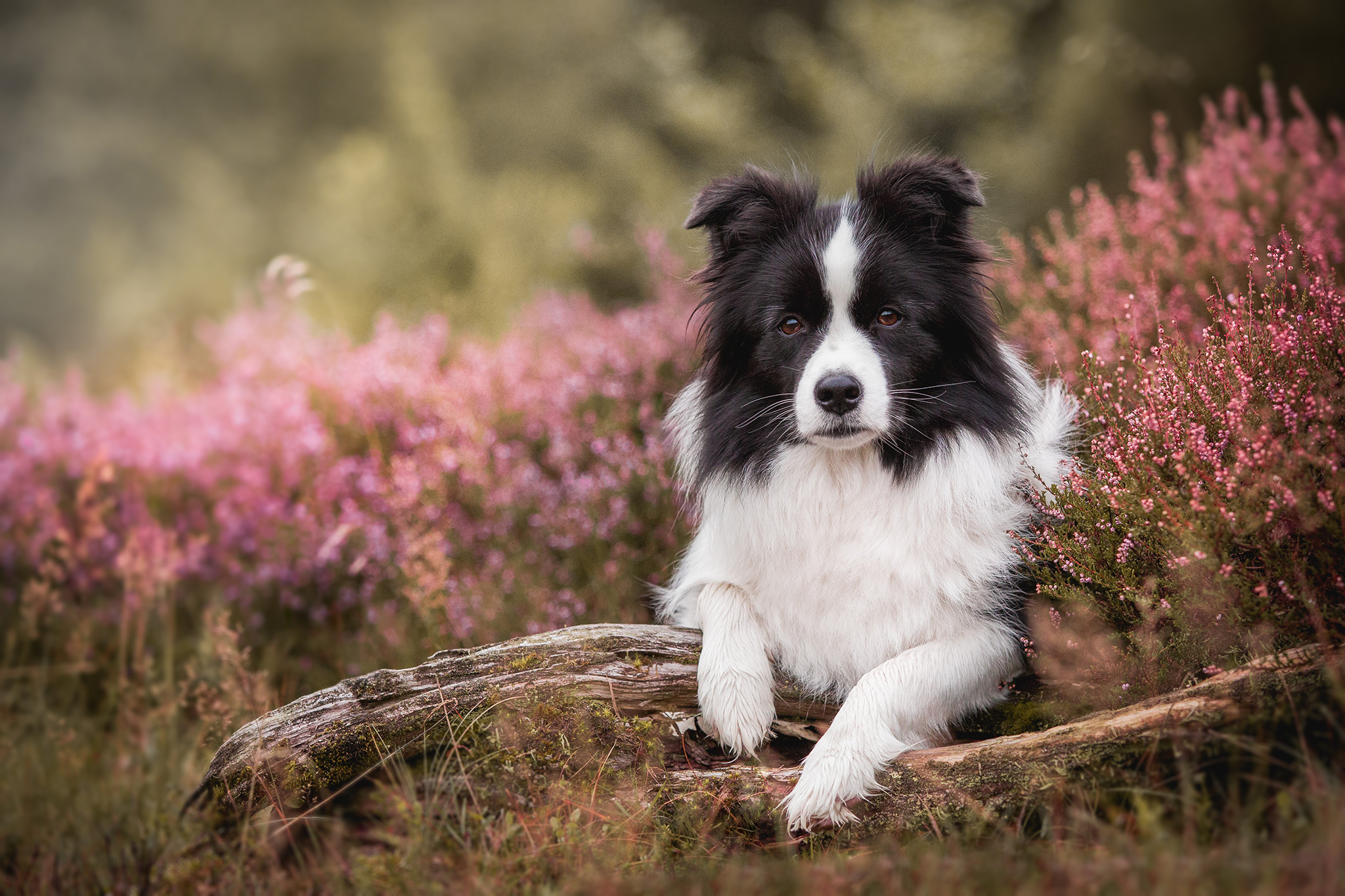 Border Collie Hündin im Heidekraut, Wacholderheide in der Gambach bei Burbach