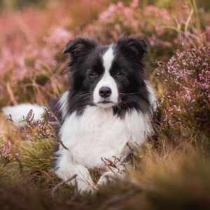 Border Collie Hündin im Heidekraut, Wacholderheide in der Gambach bei Burbach