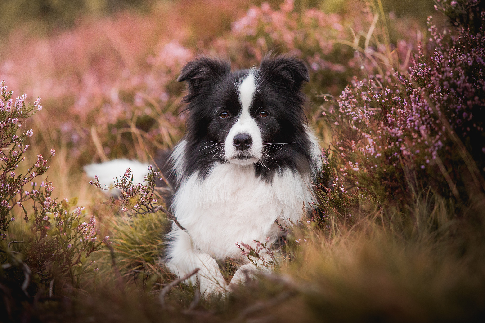 Border Collie Hündin im Heidekraut, Wacholderheide in der Gambach bei Burbach