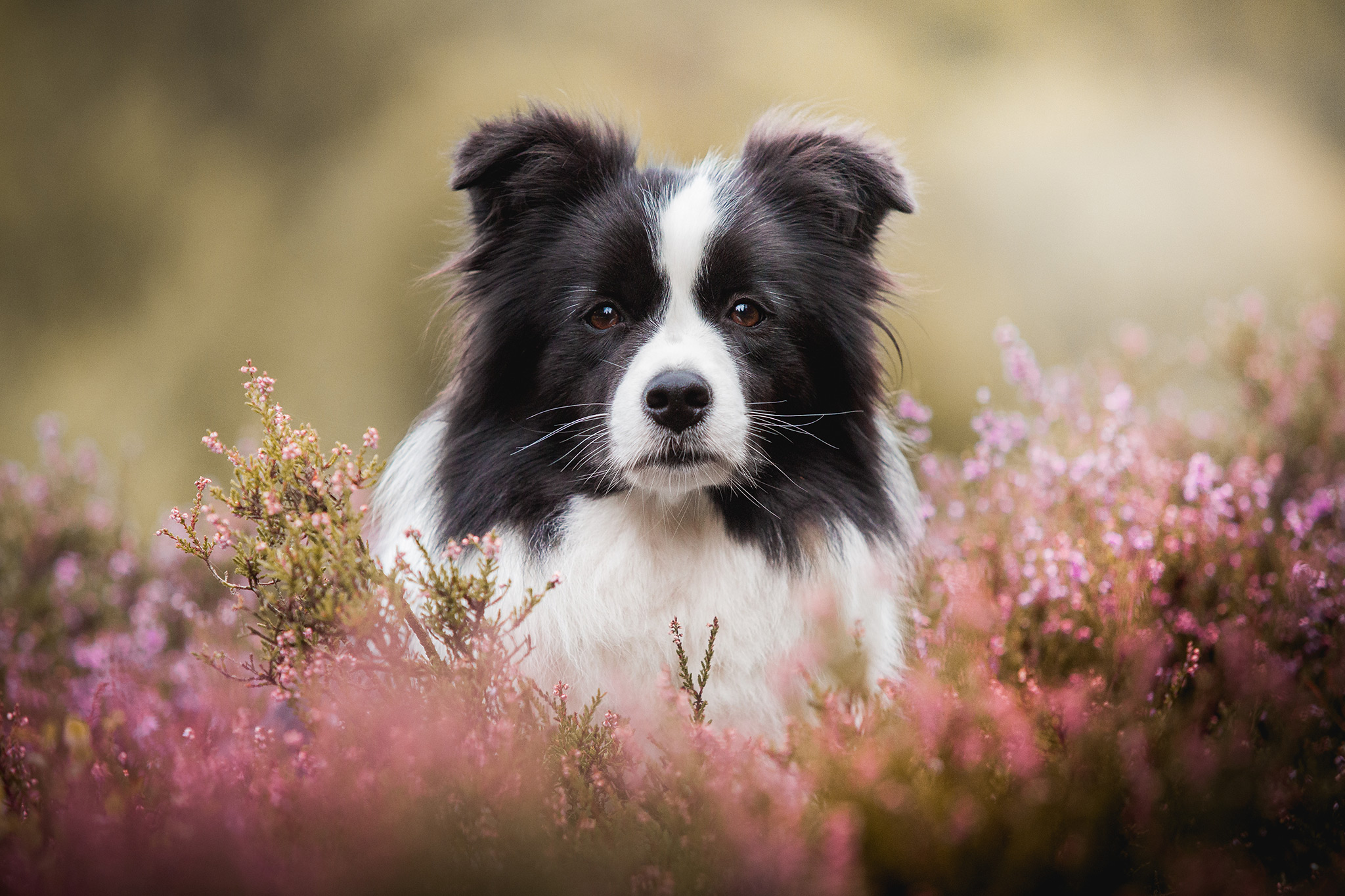 Border Collie Hündin im Heidekraut, Wacholderheide in der Gambach bei Burbach