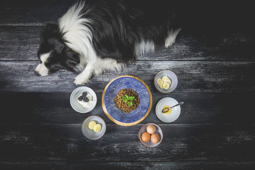 Satt vor Glück Studioaufnahme zur Ernährung der trächtigen Hündin mit Quark, Eiern, Harzer Käse, Brombeeren, Honig, Banane und Platinum Welpenfutter