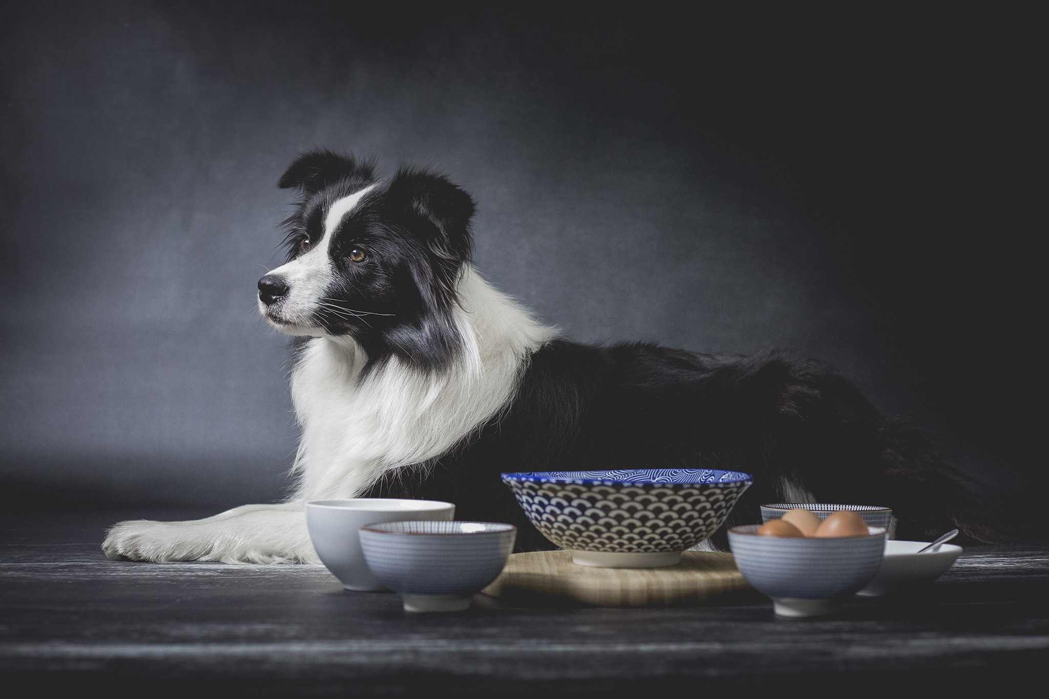 Trächtige Border Collie Hündin in der 7. Woche der Trächtigkeit, Studioaufnahme