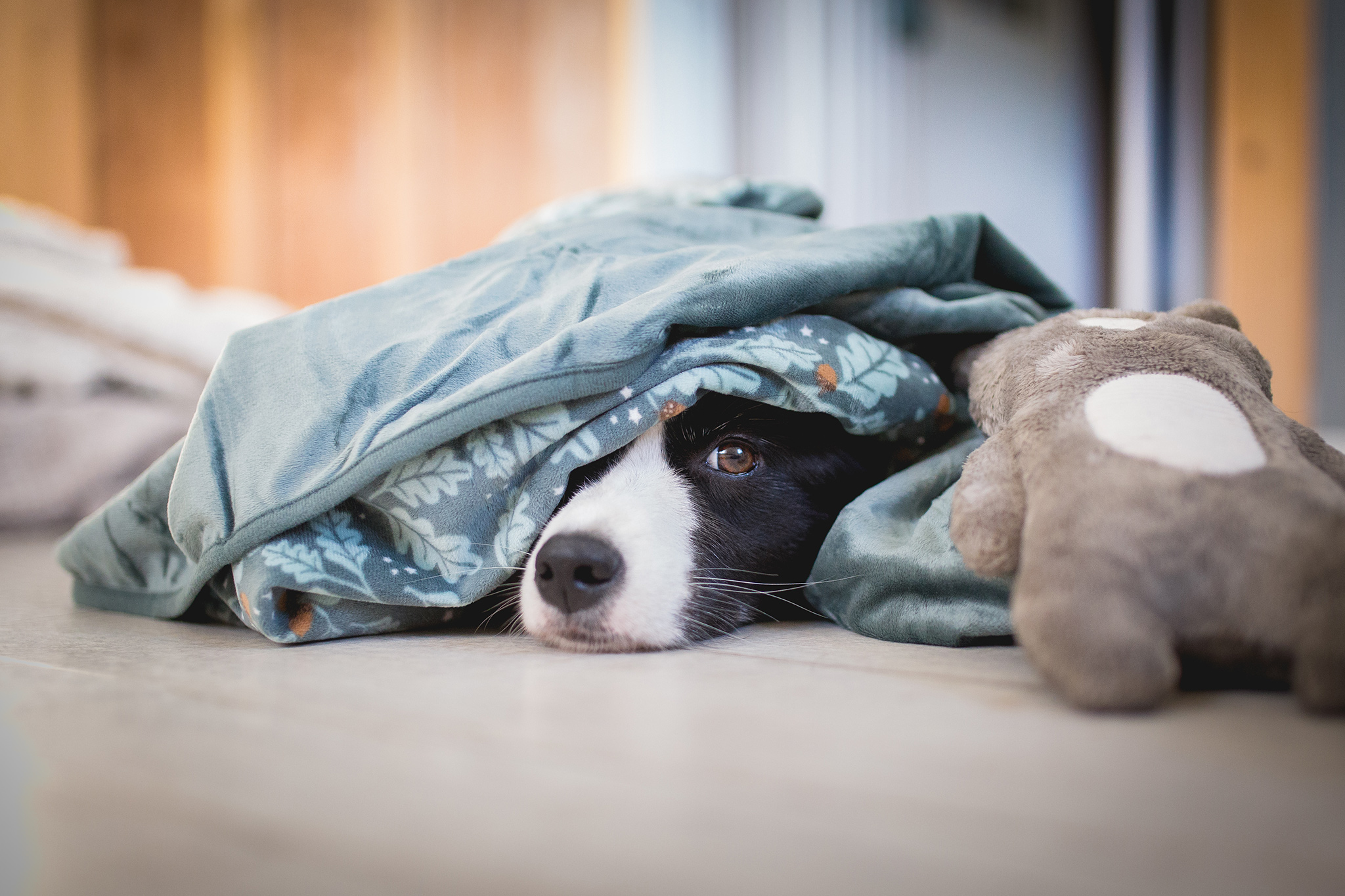 Border Collie Hündin schaut unter einer Fleece-Decke hervor