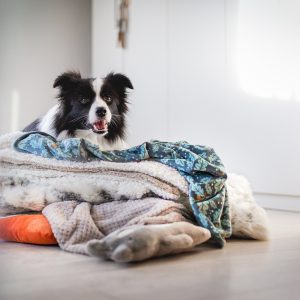 Trächtige Border Collie Hündin liegt auf einem Stapel Decken