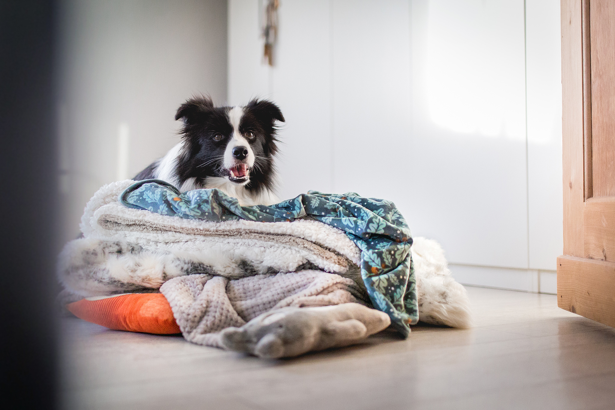 Trächtige Border Collie Hündin liegt auf einem Stapel Decken