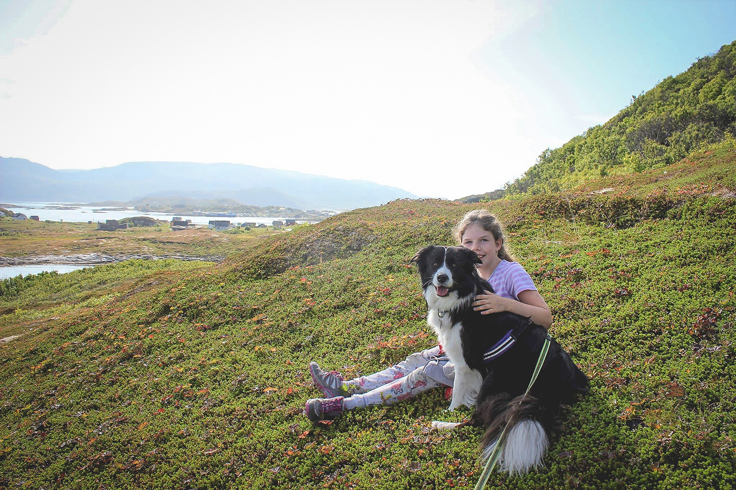 Border Collie Hündin im Urlaub in Norwegen