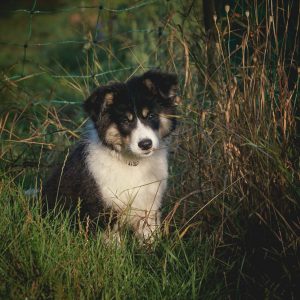 Tricolor Border Collie Welpe