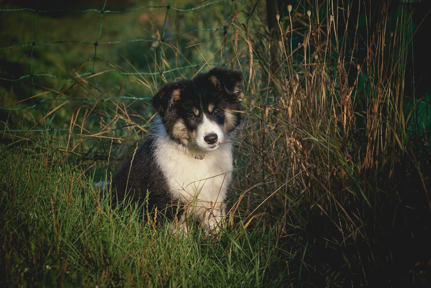 Tricolor Border Collie Welpe