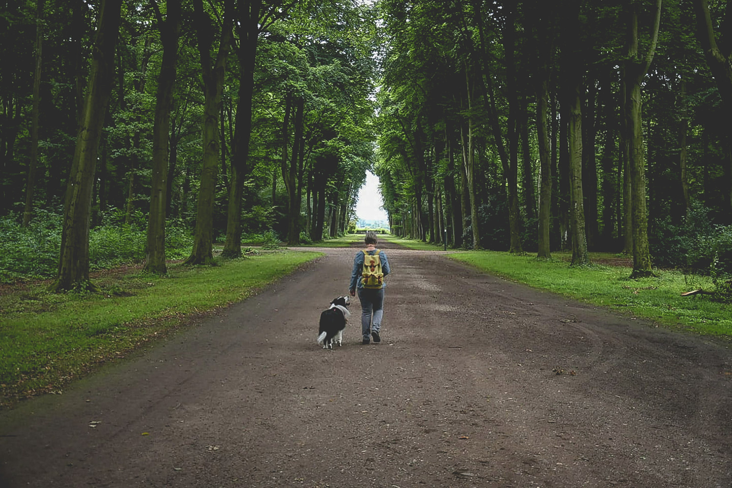 Border Collie mit Besitzer