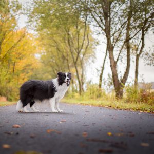 Trächtige Border Collie Hündin