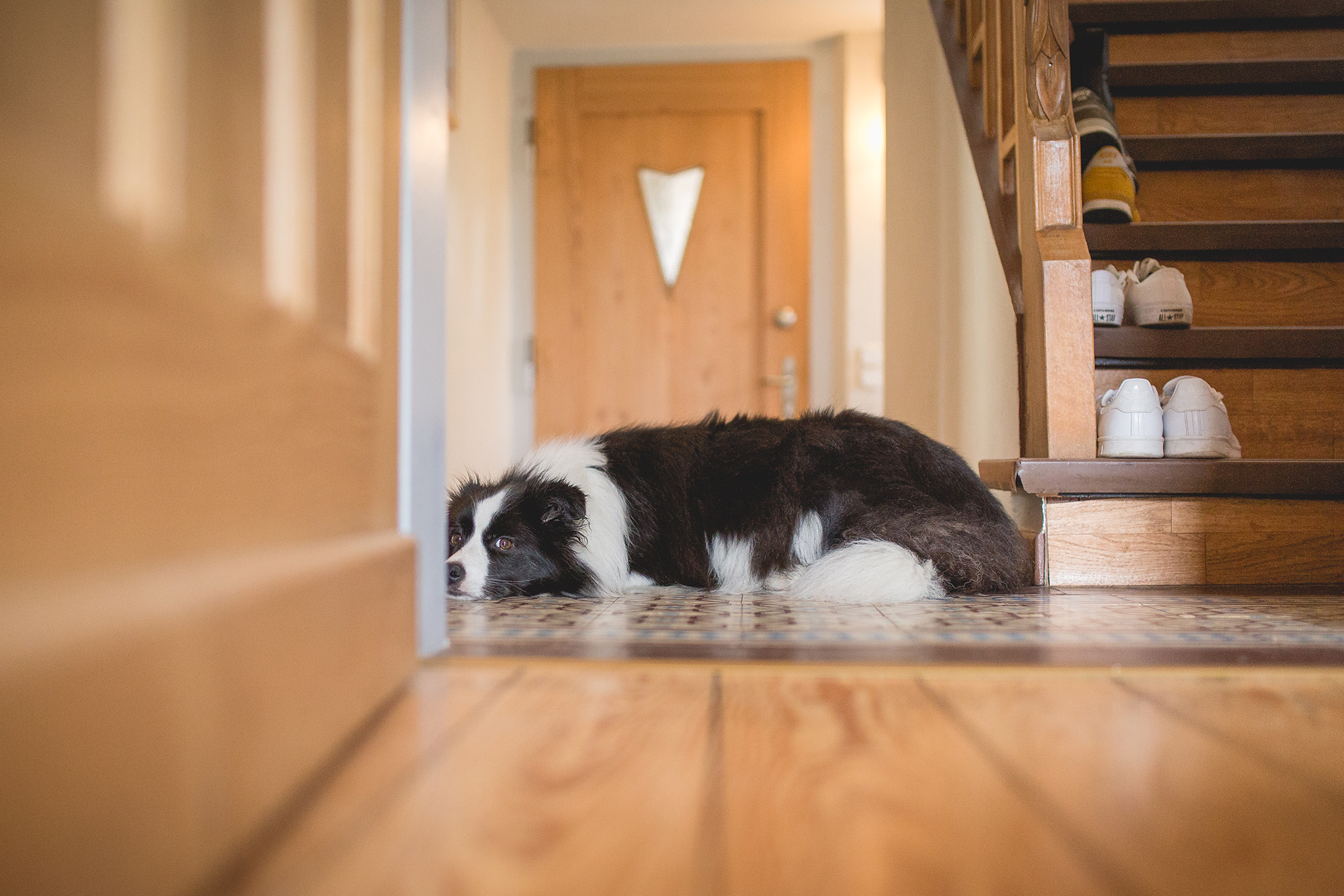 Border Collie Hündin am Tag der Geburt