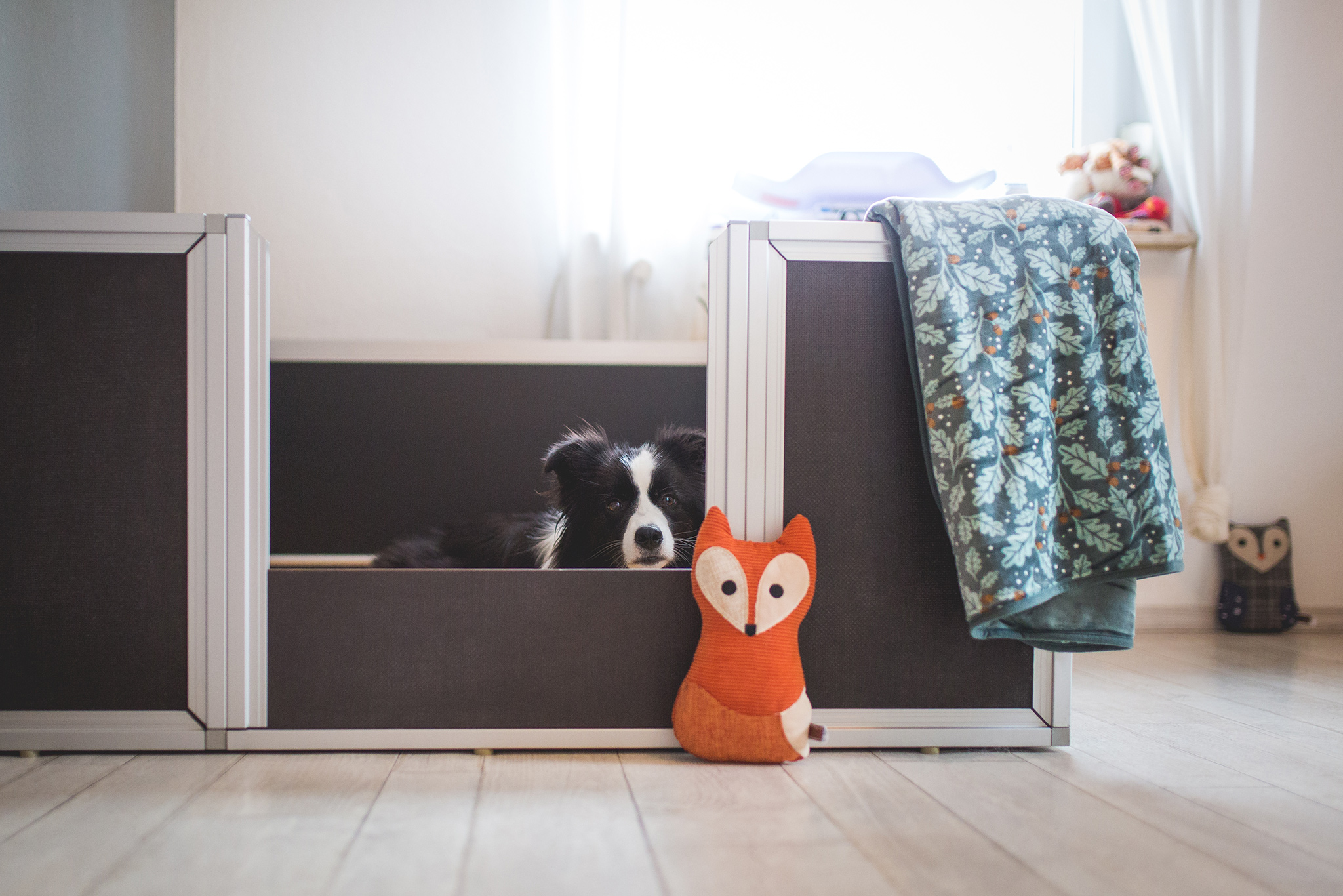 Border Collie Hündin in der Wurfkiste