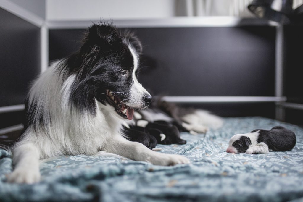 Das kleine Glück des Züchters Border Collie Welpen in der Wurfkiste, drei Tage nach der Geburt