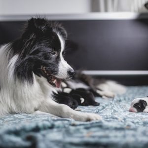 Border Collie Welpen in der Wurfkiste, drei Tage nach der Geburt