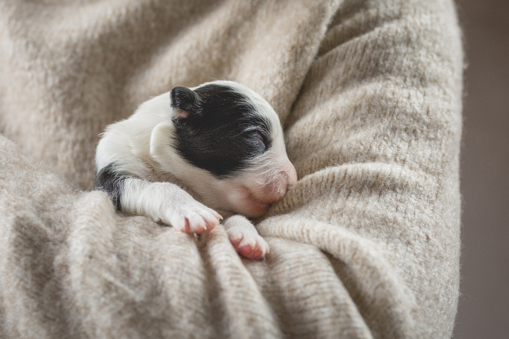 Border Collie Welpe, eine Woche alt, in der Hand des Züchters