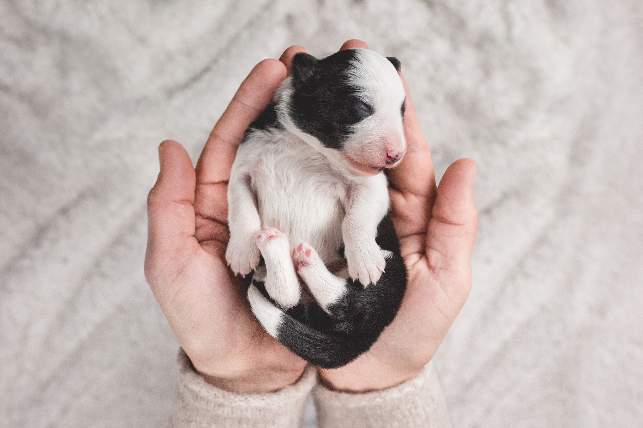 Border Collie Welpe, eine Woche alt, in der Hand des Züchters