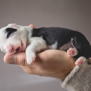 Border Collie Welpe, eine Woche alt, in der Hand des Züchters