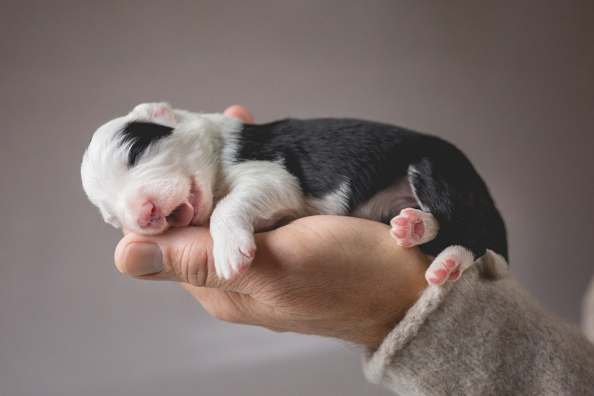 Border Collie Welpe, eine Woche alt, in der Hand des Züchters