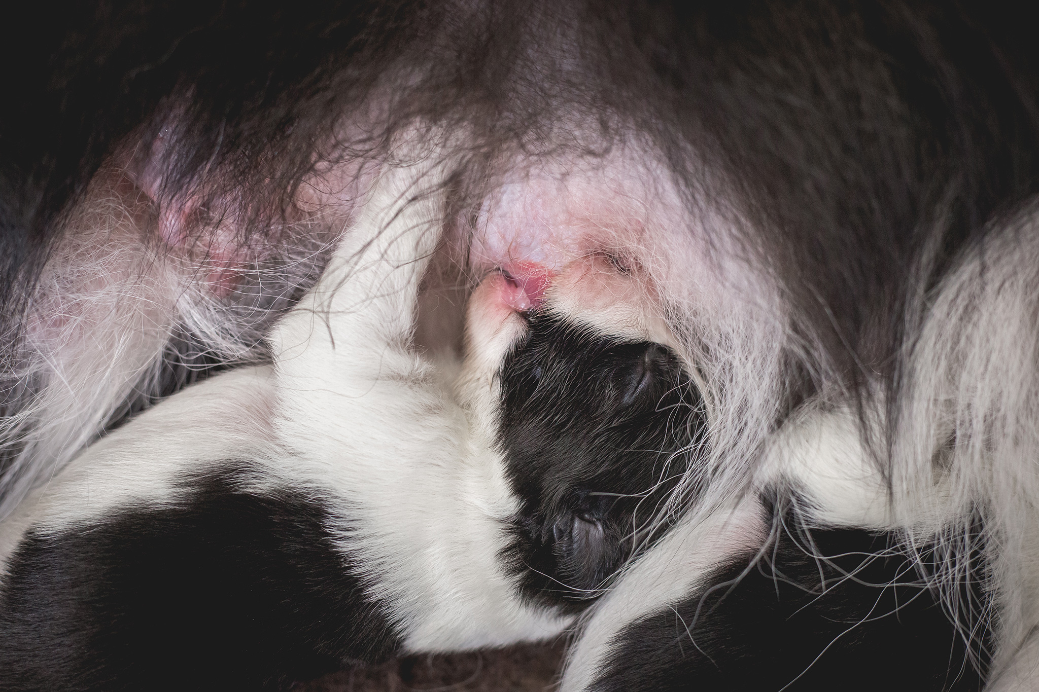 Border Collie Welpe trinkt an der Zitze