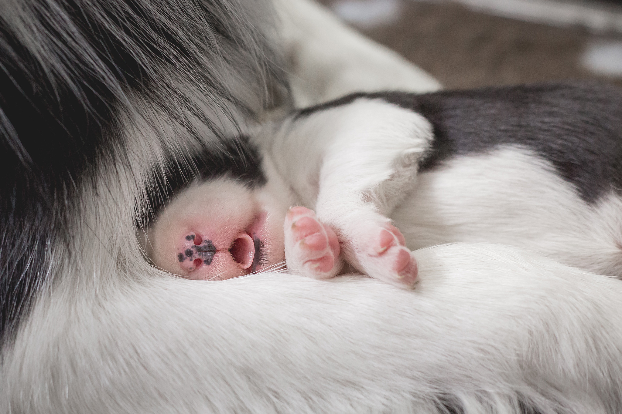 Schlafender Border Collie Welpe, zehn Tage alt