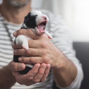 Frühe neurologische Stimulation beim Border Collie Welpen