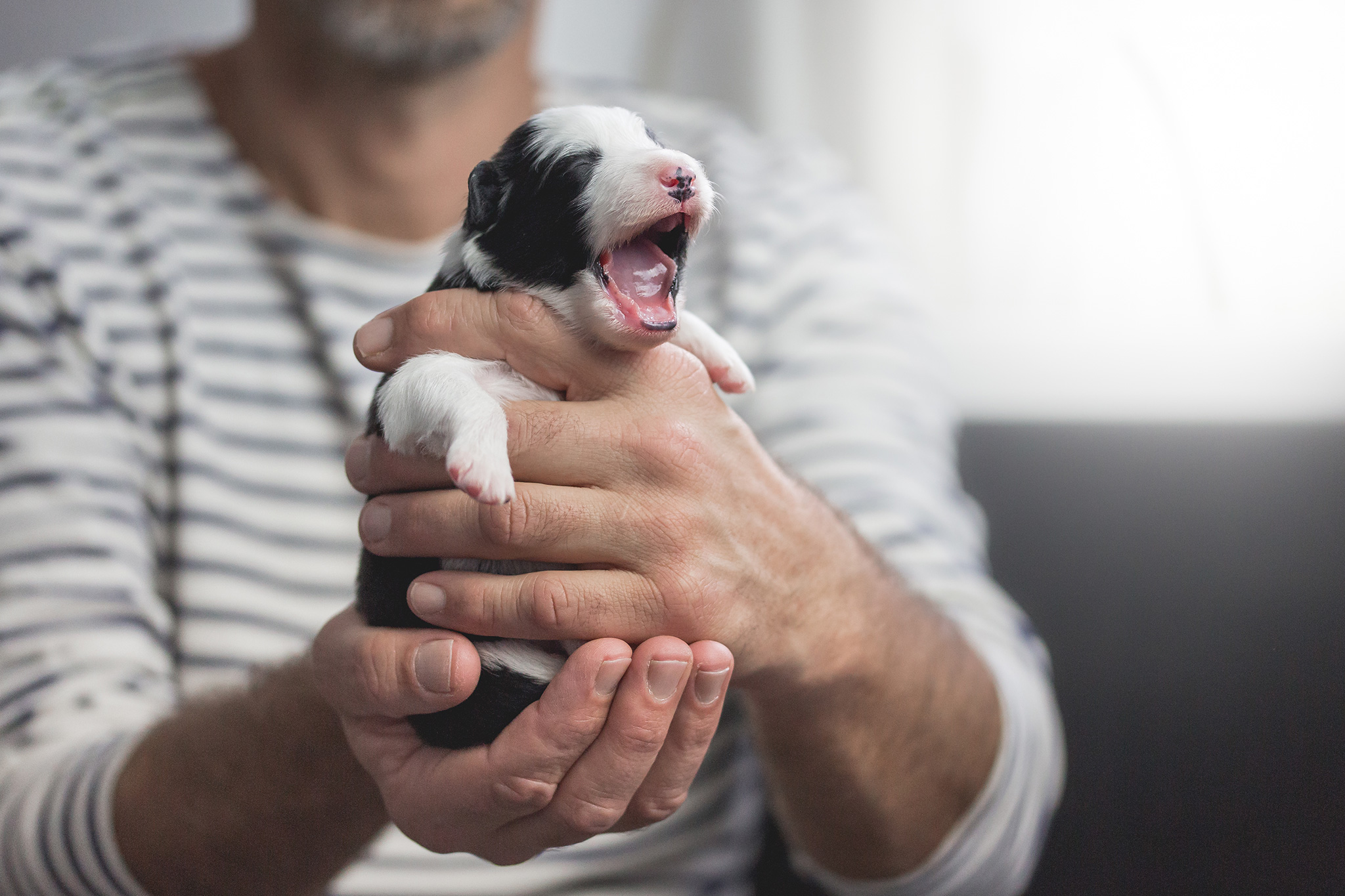 Frühe neurologische Stimulation beim Border Collie Welpen