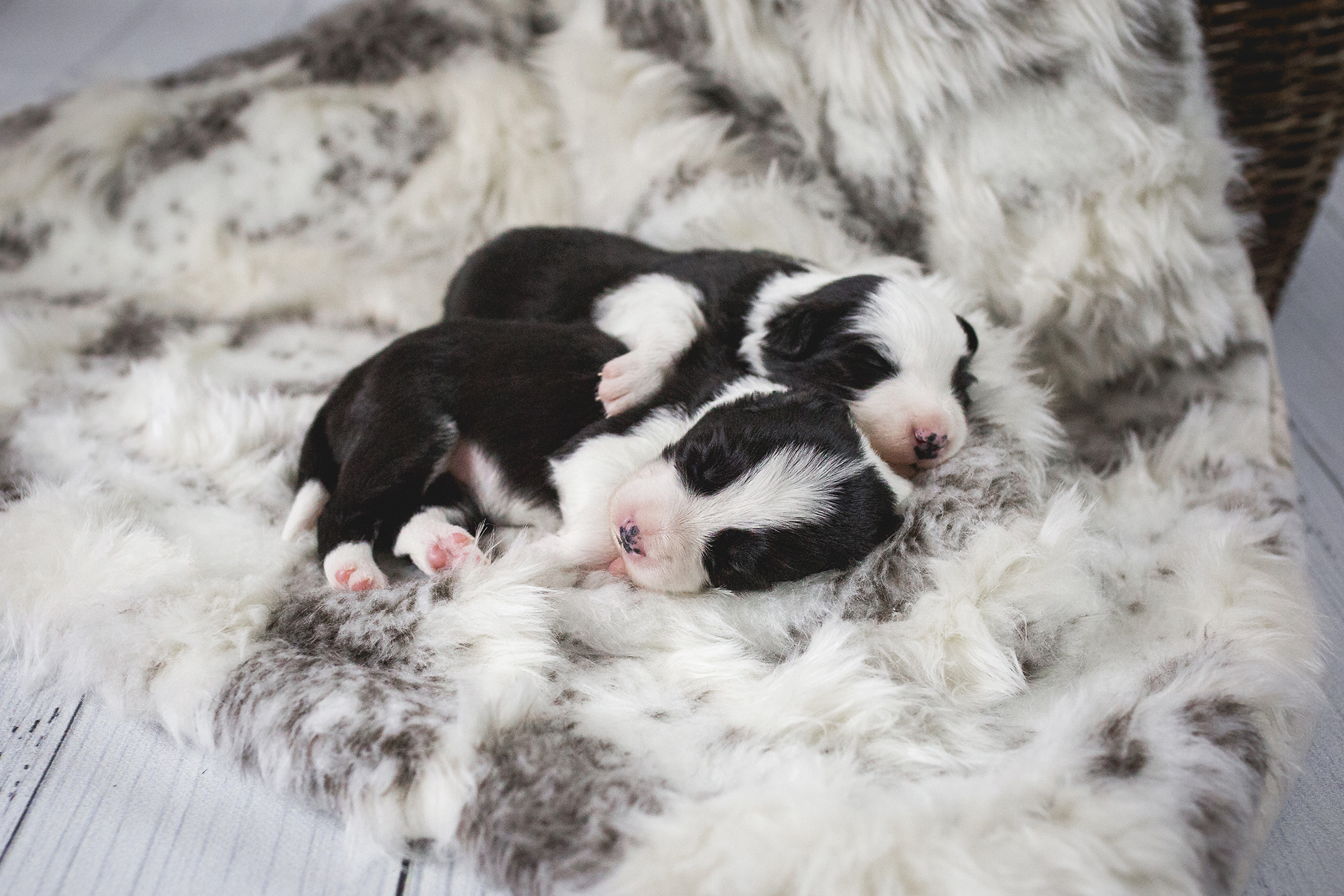 Zwei Border Collie Welpen, zwei Wochen alt