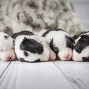 Vier zwei Wochen alte Border Collie Welpen