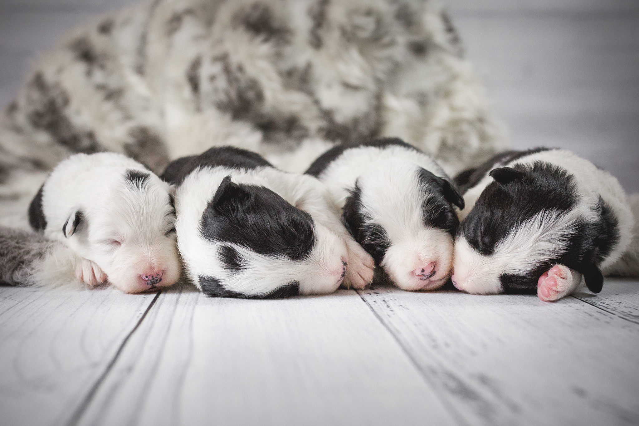 Vier zwei Wochen alte Border Collie Welpen