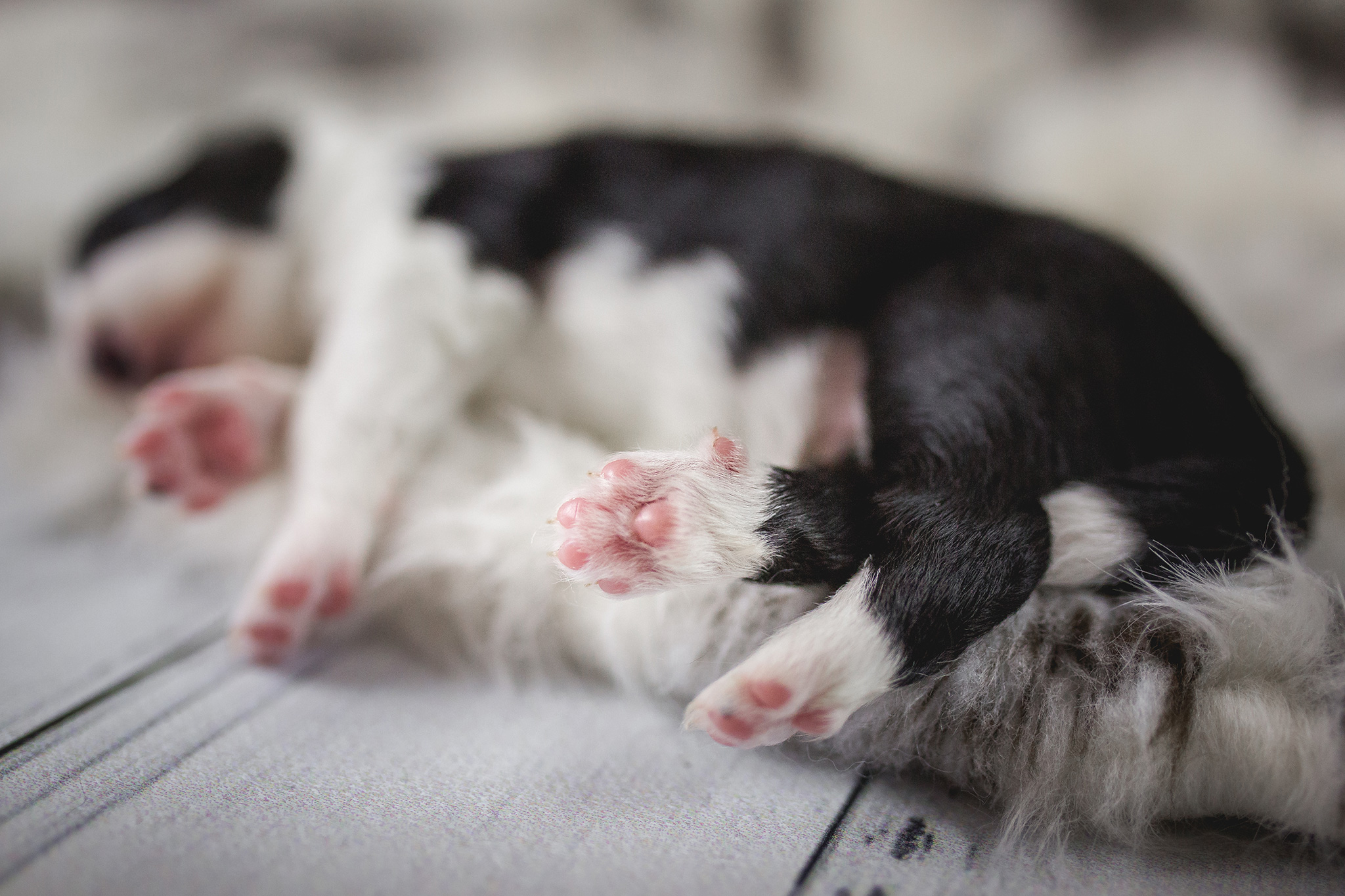 Border Collie Welpe mit Wolfskrallen