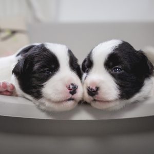 Border Collie Welpen in der dritten Lebenswoche