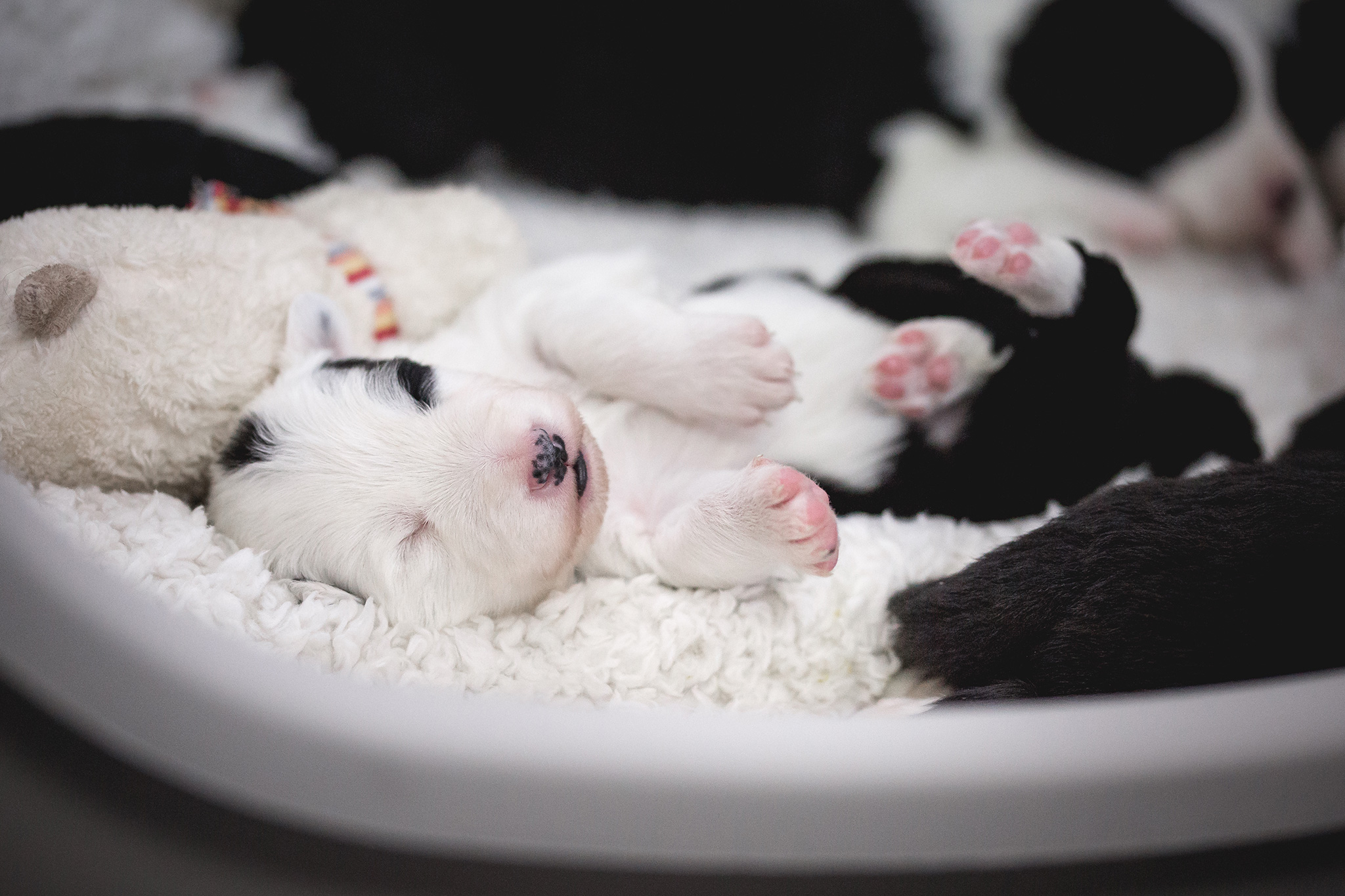 Border Collie Welpen in der dritten Lebenswoche