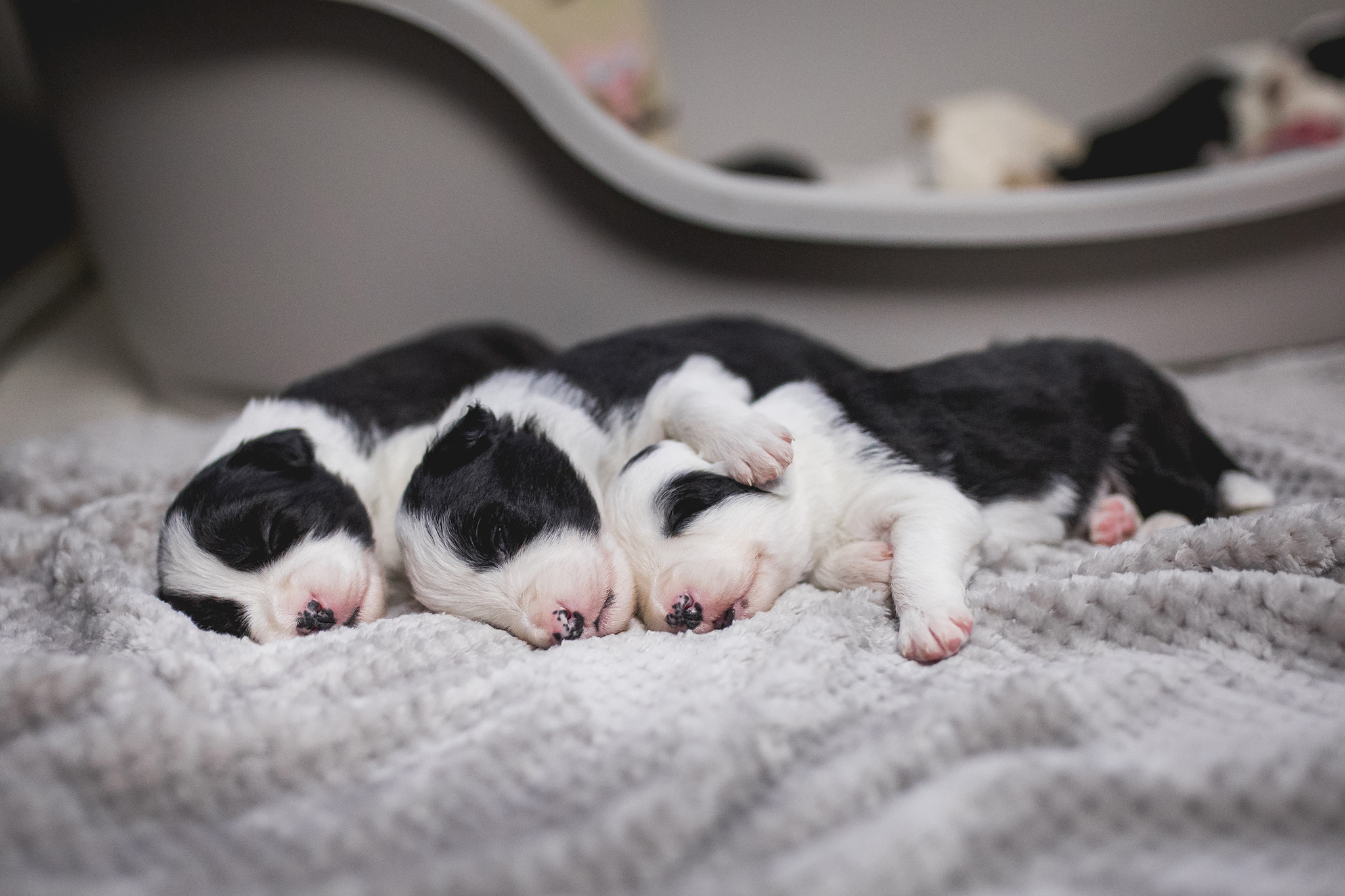 Border Collie Welpen in der dritten Lebenswoche