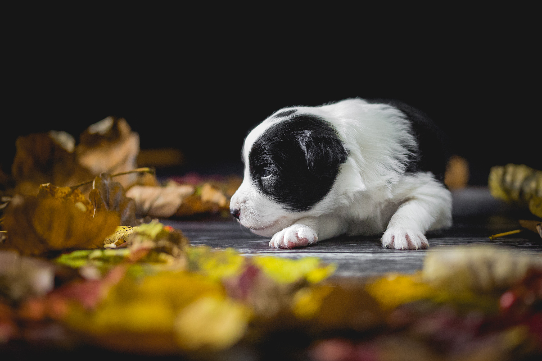 Drei Wochen alter Border Collie Welpe im Herbstlaub