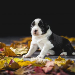 Drei Wochen alter Border Collie Welpe im Herbstlaub