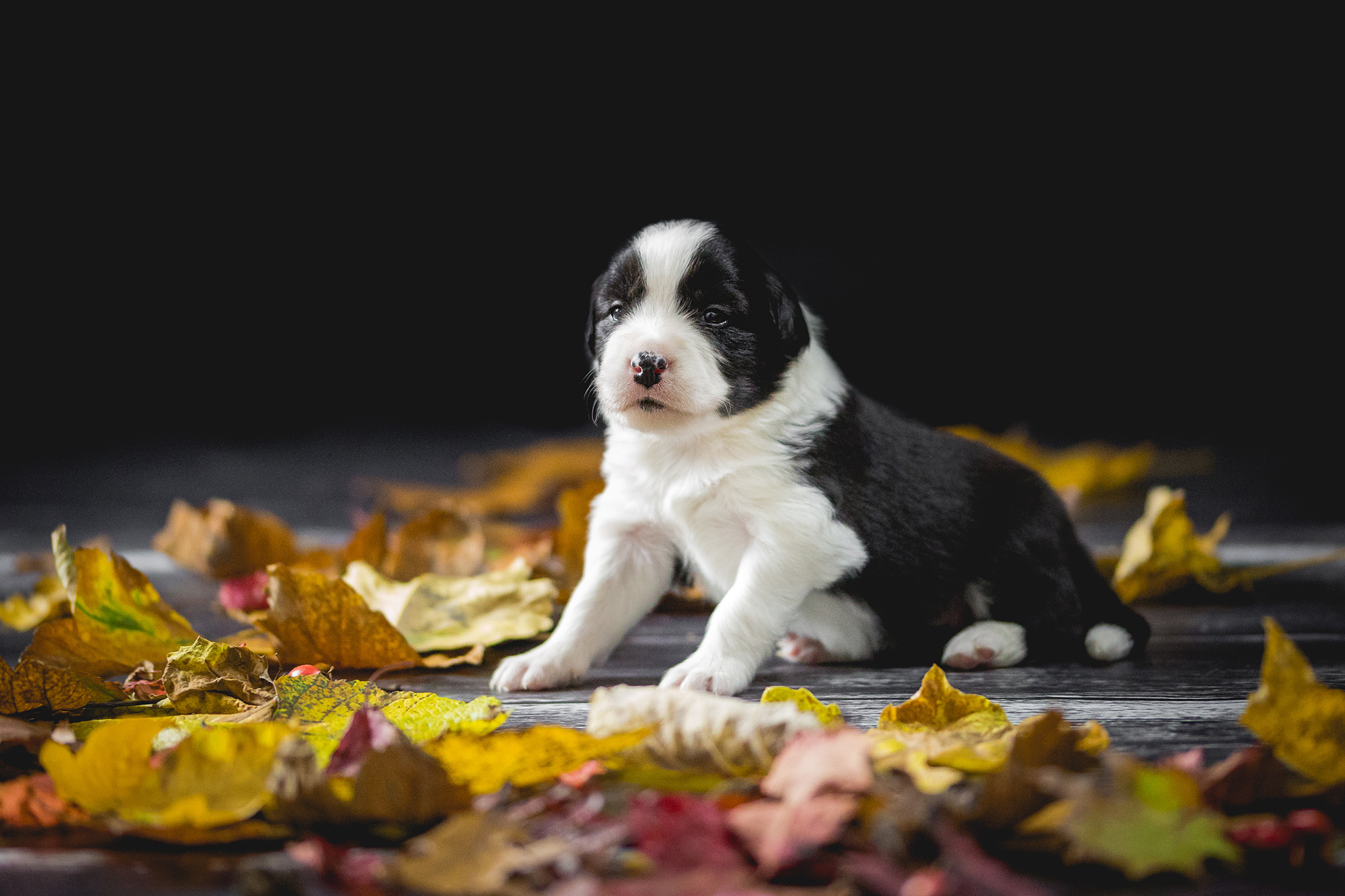 Drei Wochen alter Border Collie Welpe im Herbstlaub