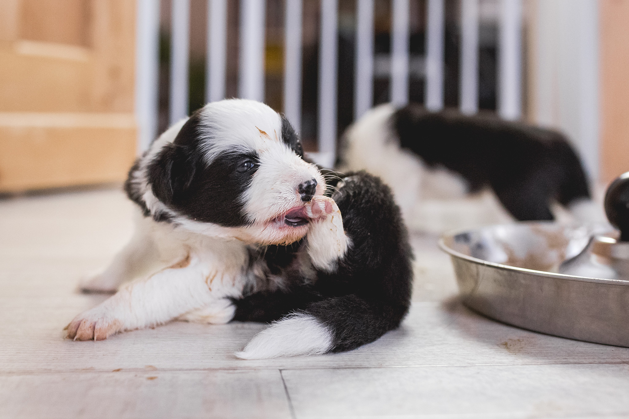 Border Collie Welpen in der vierten Lebenswoche