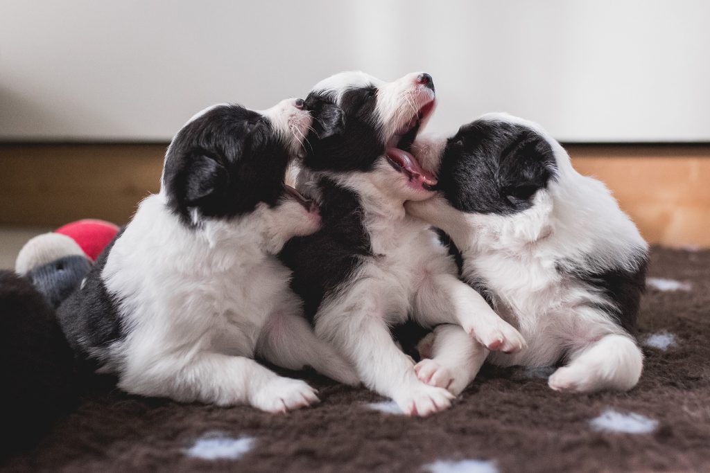 Border Collie Welpen in der vierten Lebenswoche