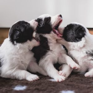 Border Collie Welpen in der vierten Lebenswoche