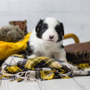 Vier Wochen alter schwarz-weißer Border Collie Welpe