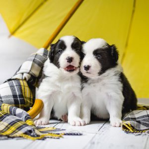 Zwei vier Wochen alte Border Collie Welpen unter einem gelben Regenschirm