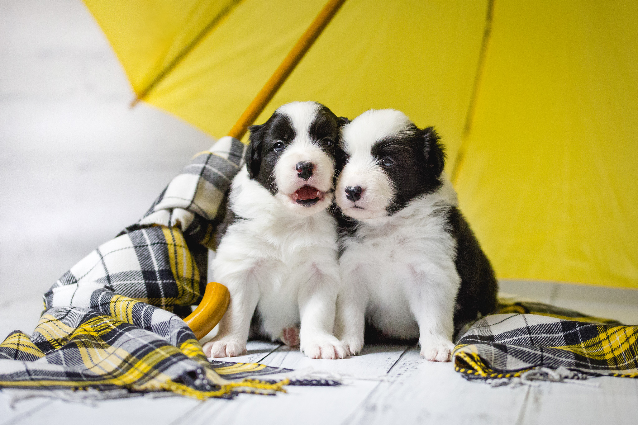 Zwei vier Wochen alte Border Collie Welpen unter einem gelben Regenschirm