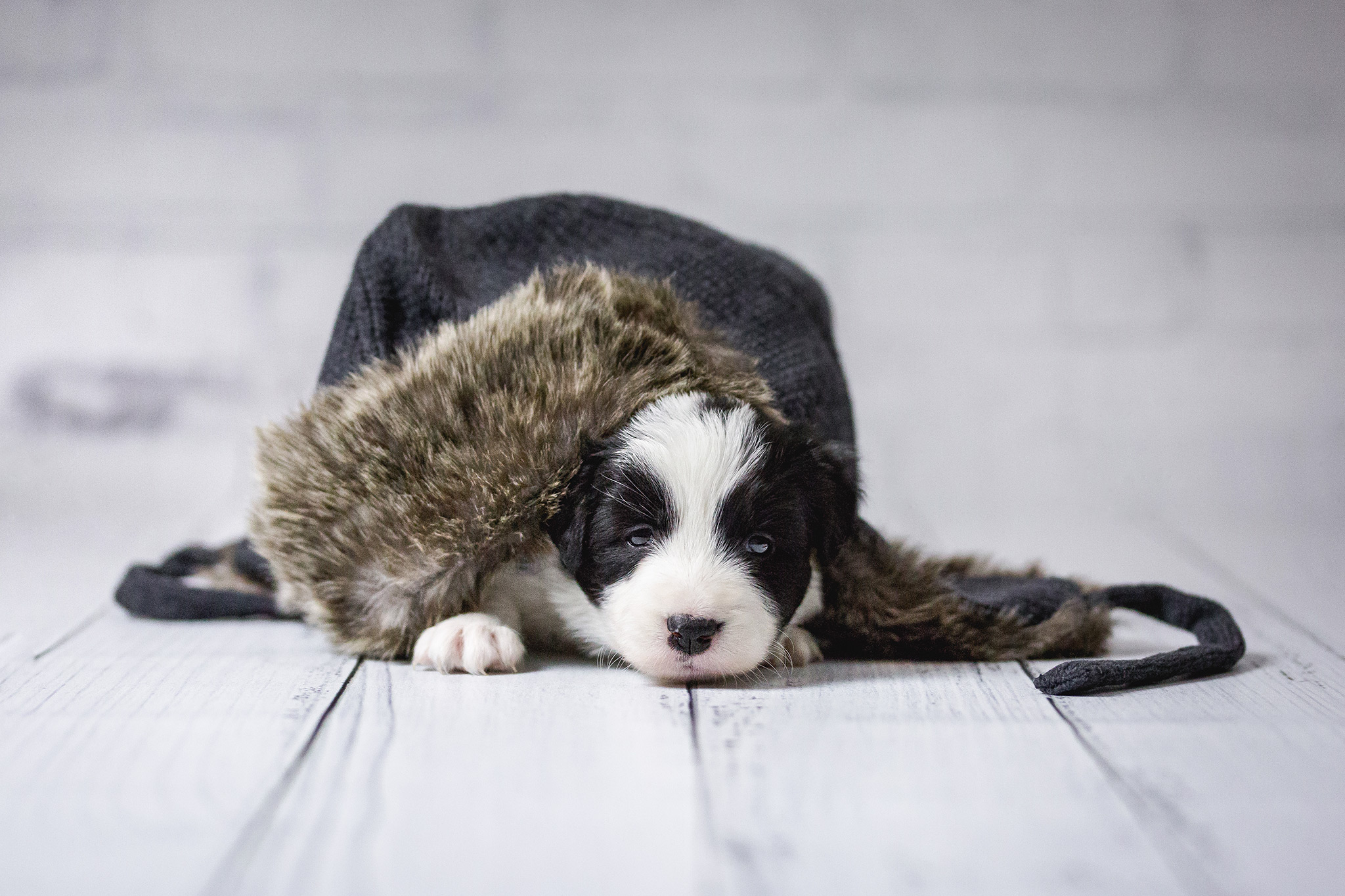 Border Collie Welpe unter einer Fellmütze