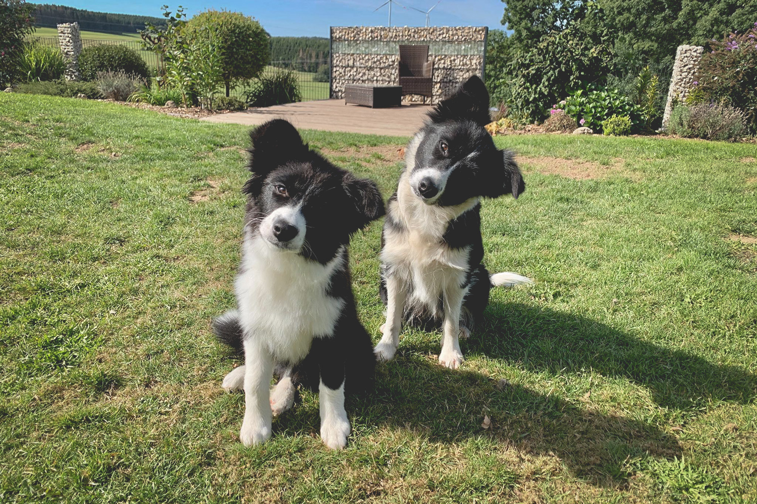 Border Collie Hündinnen, Mutter und Tochter