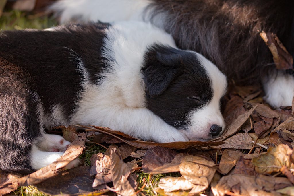 Border Collie Welpen mit viereinhalb Wochen