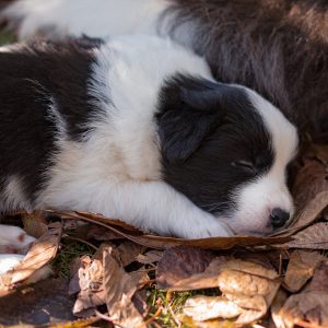 Border Collie Welpen mit viereinhalb Wochen