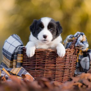 5 Wochen alter Border Collie Welpe in einem Weidenkörbchen