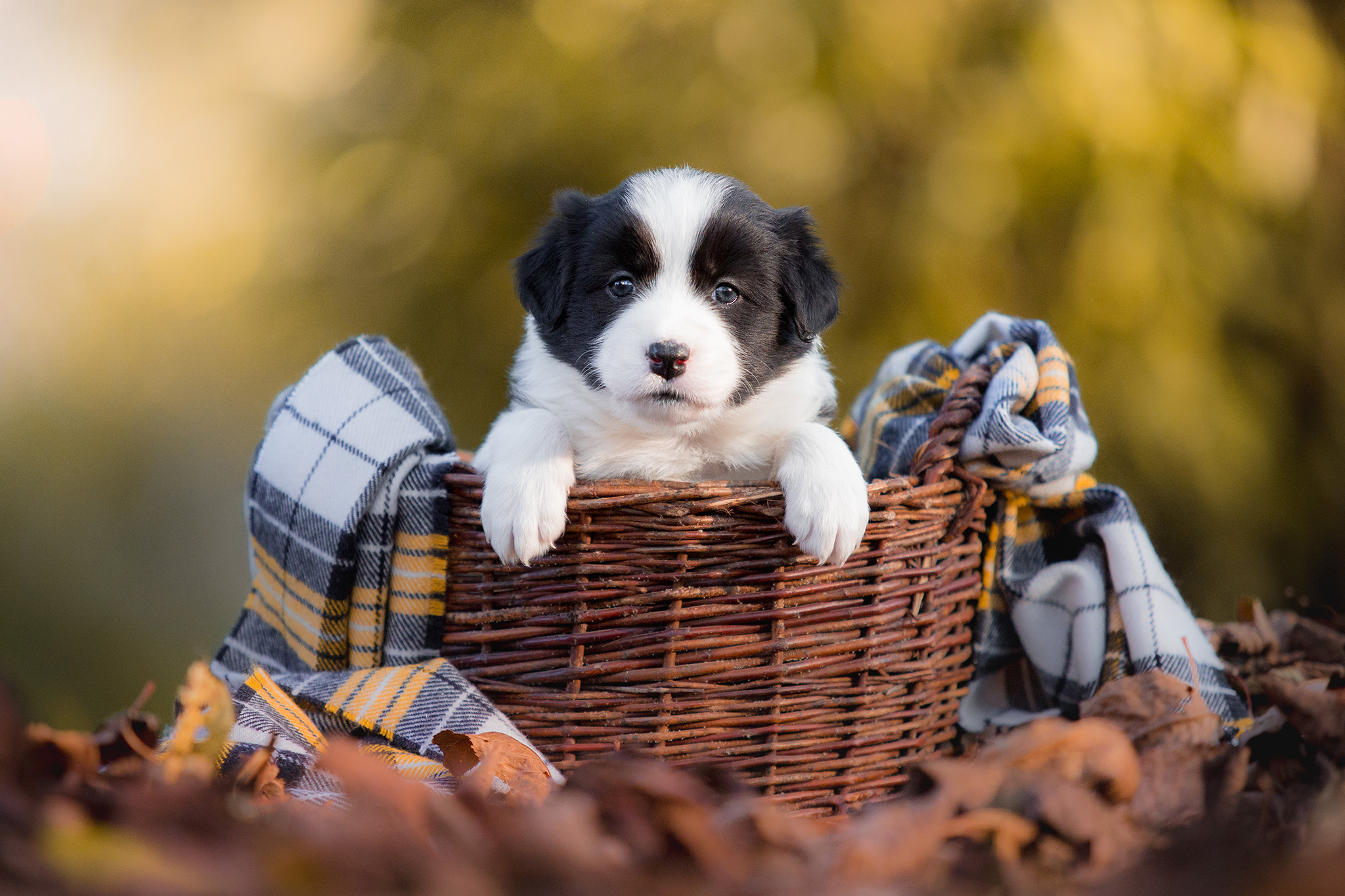 5 Wochen alter Border Collie Welpe in einem Weidenkörbchen